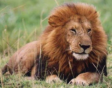 lion_square.jpg