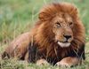 lion_square.jpg