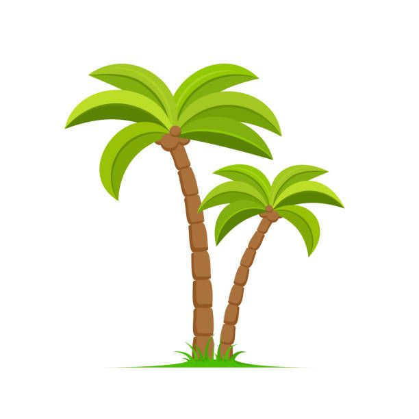 palmtree.jpg