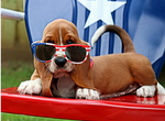 Dog with Sunglasses