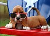 Dog with Sunglasses