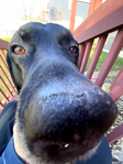 Pet image
