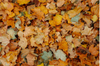 autumn leaves