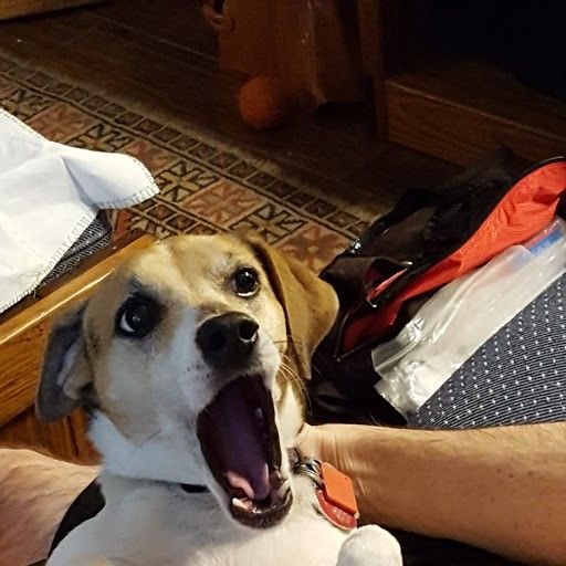 BelleSurprised.jpg
